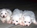 pups-1