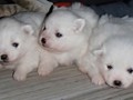 pups-2