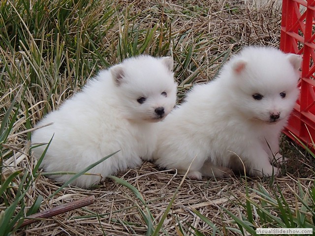 ms-pups-1