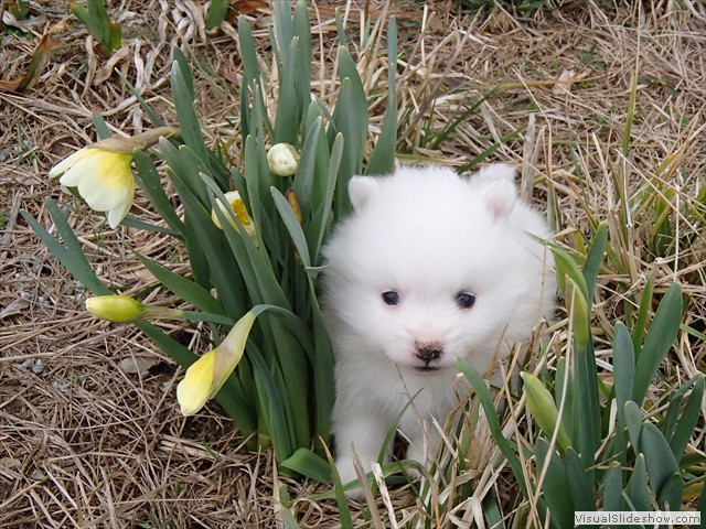 ms-pups-2