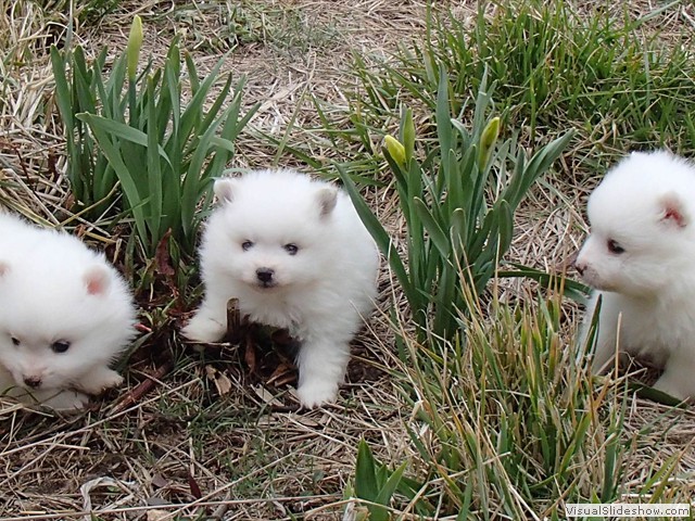 ms-pups-3