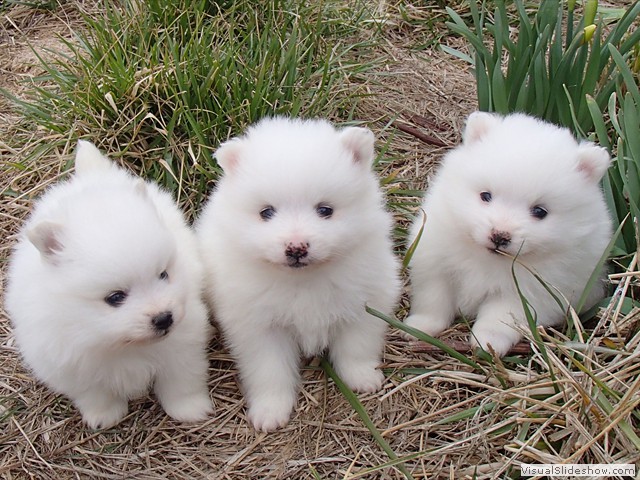 ms-pups-4