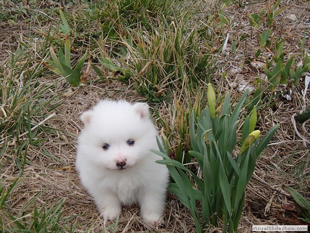 ms-pups-6