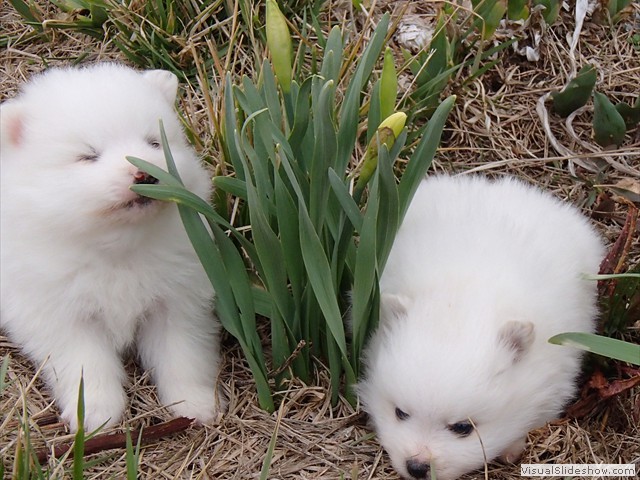 Smell the Flowers