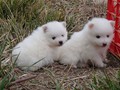 ms-pups-1