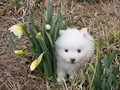 ms-pups-2