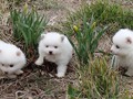 ms-pups-3