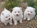 ms-pups-4