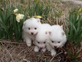 ms-pups-5