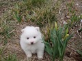 ms-pups-6