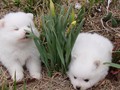 Smell the Flowers