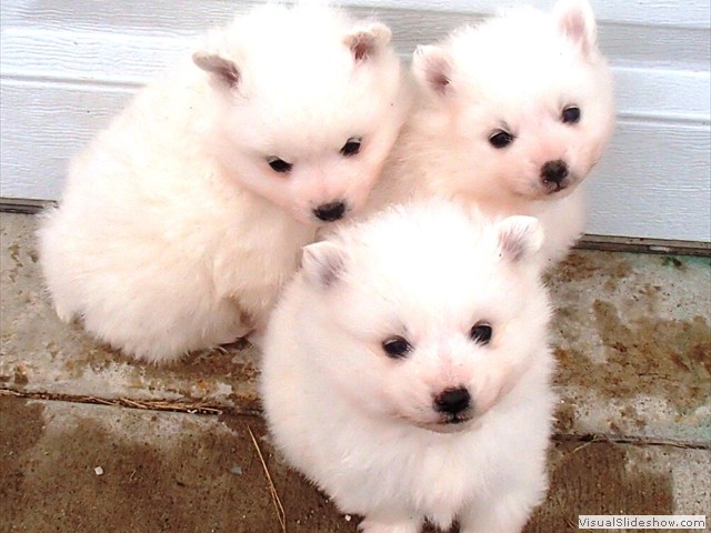 pups-1