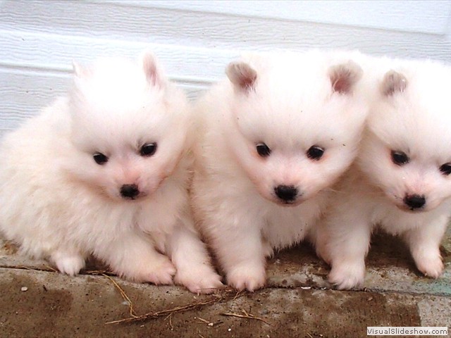 pups-2