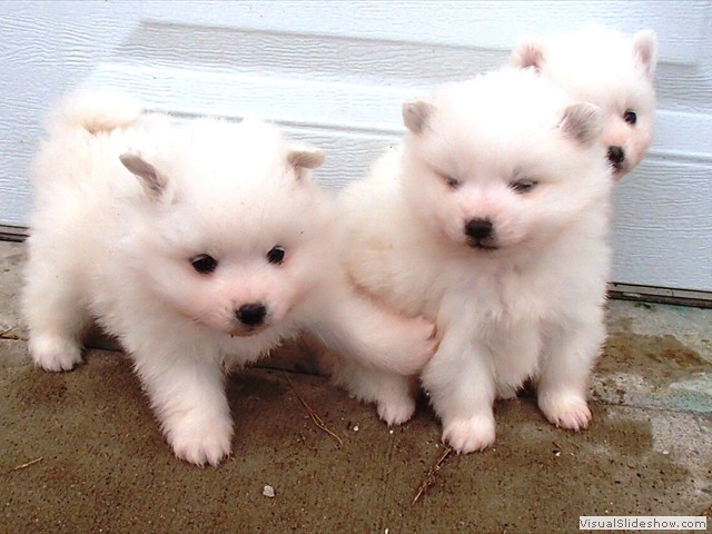 pups-3