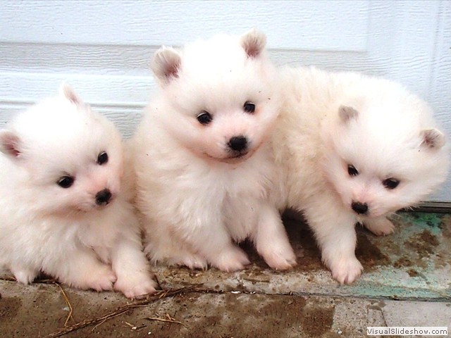 pups-4