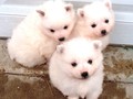 pups-1