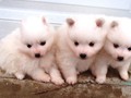 pups-2
