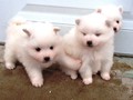 pups-3
