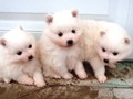 pups-4