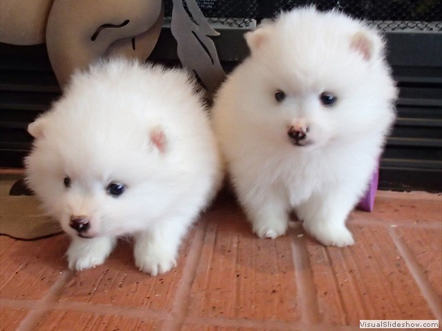 ms-5wks-pups10