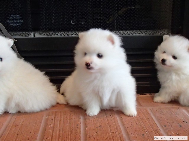 ms-5wks-pups11