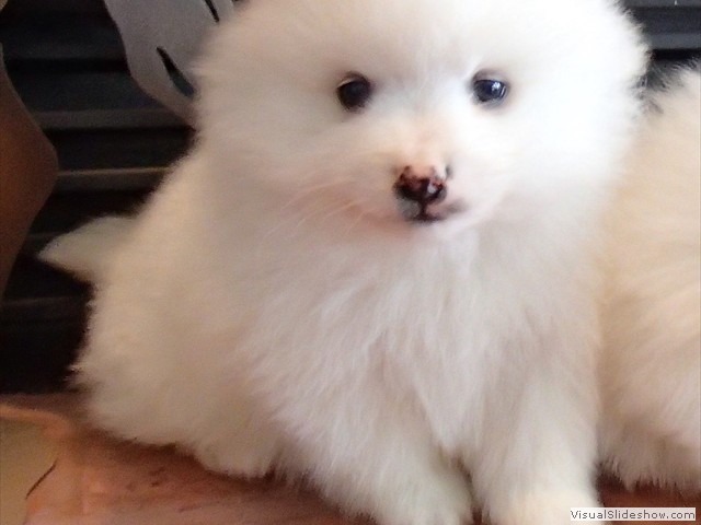 ms-5wks-pups2