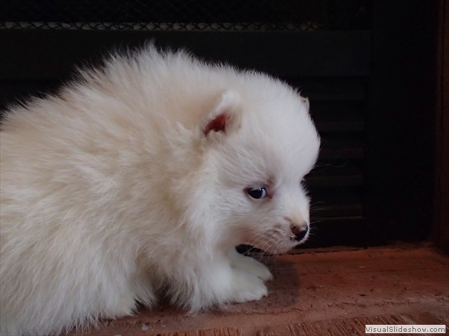 ms-5wks-pups3