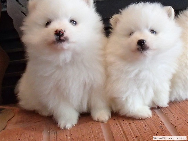 ms-5wks-pups4