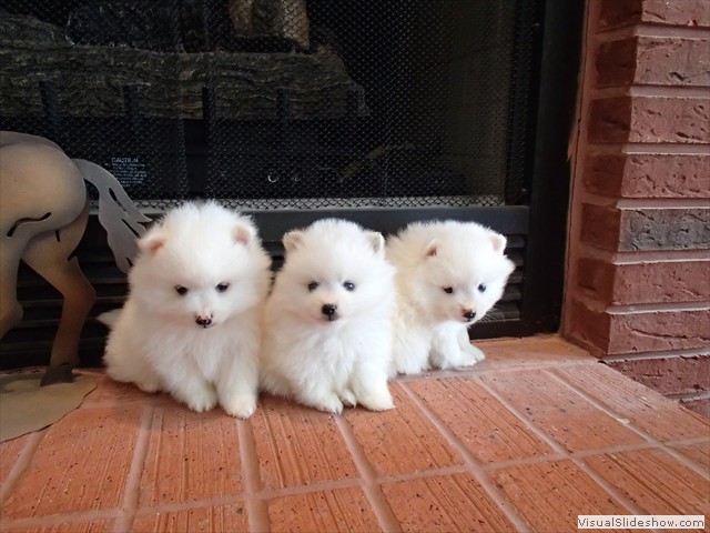 ms-5wks-pups5