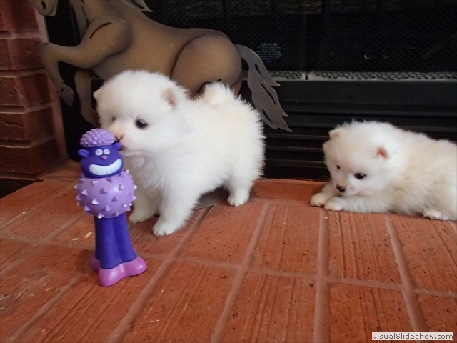 ms-5wks-pups6
