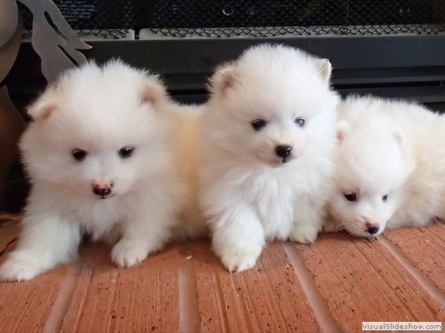 ms-5wks-pups7