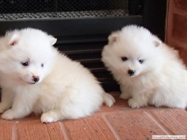 ms-5wks-pups8