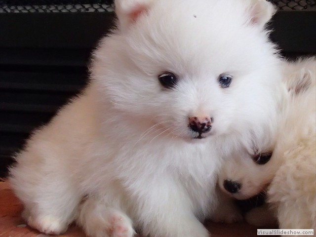 ms-5wks-pups9