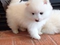 ms-5wks-pups1