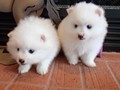ms-5wks-pups10