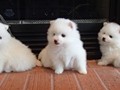 ms-5wks-pups11
