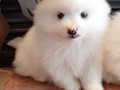 ms-5wks-pups2