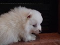 ms-5wks-pups3