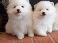 ms-5wks-pups4