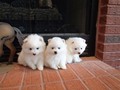 ms-5wks-pups5