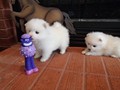 ms-5wks-pups6