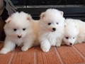 ms-5wks-pups7
