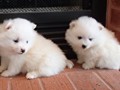 ms-5wks-pups8