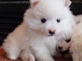 ms-5wks-pups9