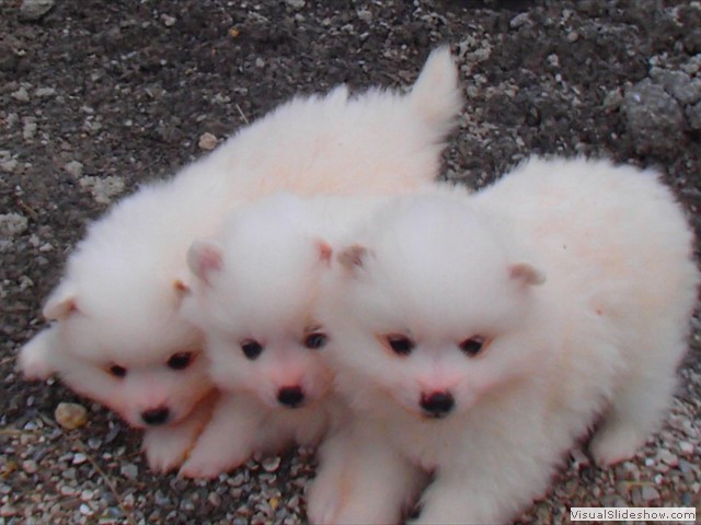 pup-1