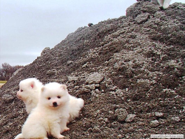 pup-2