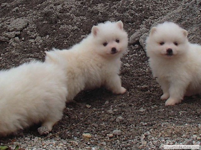 pup-3