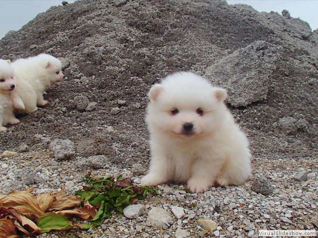 pups-4