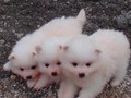 pup-1