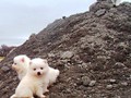 pup-2